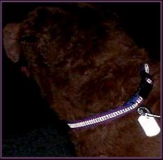 night safety reflective dog collar and dog tags