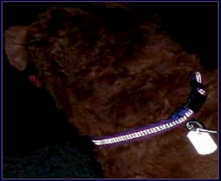 night safety reflective dog collar and dog tags